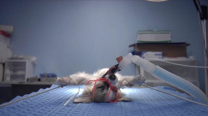 Animals Under Anaesthesia: Speculations On The Dreamlife Of Beasts